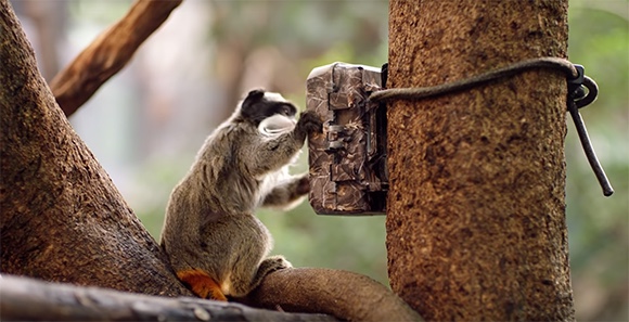 Still image of an emperor tamarin tampering with a camera trap used by the Zoological Society of London to help protect wildlife.