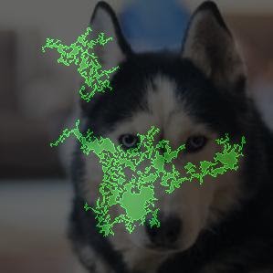 A feature attribution visualization of a husky using integrated
       gradients