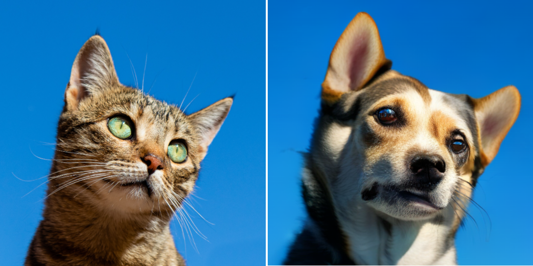 元の猫の画像と隣接して配置された編集後の犬の画像