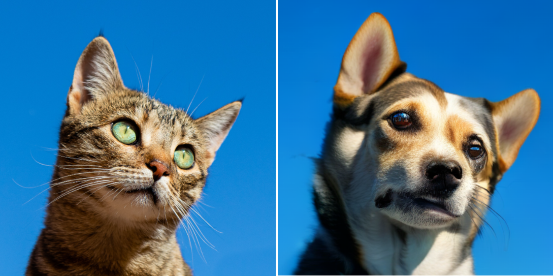 原始的猫图片，旁边是编辑狗图片