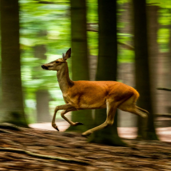 Esempio di fotografia in movimento