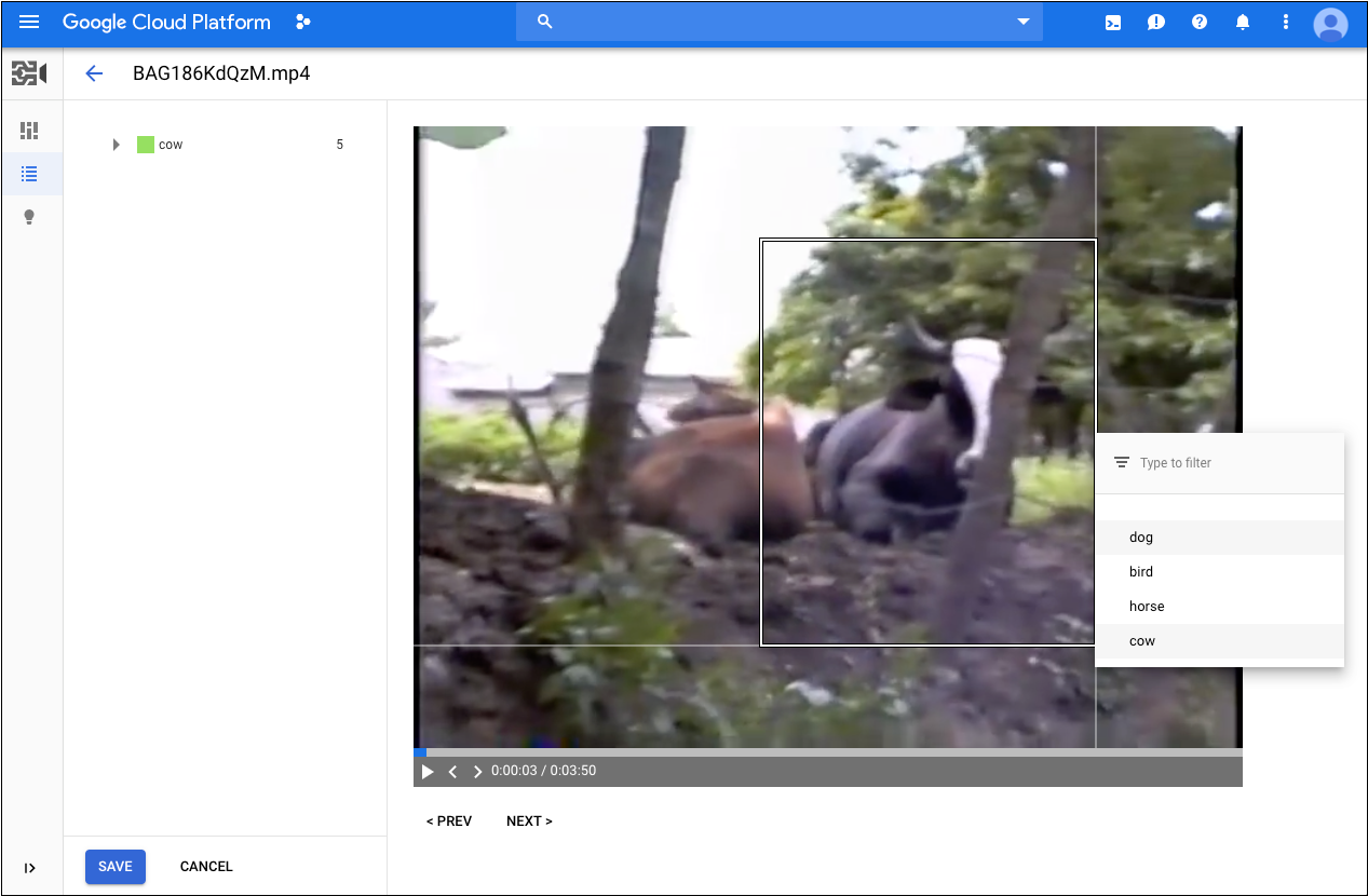 Gambar kotak pembatas di sekeliling sapi dalam video
